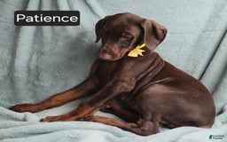 Doberman Pinscher dogs for sale: Patience - Image 7