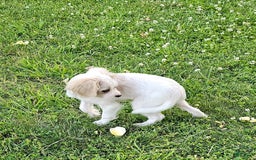 Forever dogs for sale: Quick Deer - Image 12