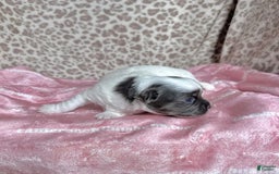 Chihuahua dogs for sale: Blue Sky Long Coat - Image 4