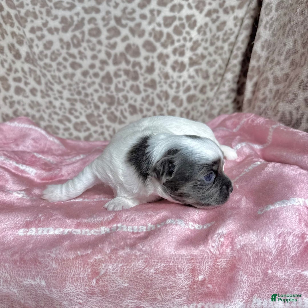 Chihuahua dogs for sale: Blue Sky Long Coat - Image 4