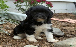 Cavapoo dogs for sale: Cassie - Image 1