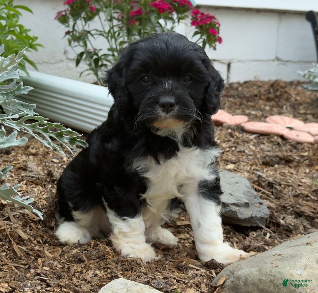 Cavapoo dogs for sale: Cassie - Image 1