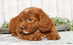 Miniature Poodle dogs for sale: Zuri - Image 7
