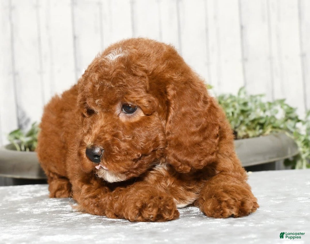 Miniature Poodle dogs for sale: Zuri - Image 7
