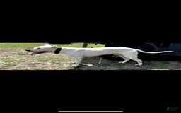 Dogo Argentino dogs for sale: Ninah - Image 5