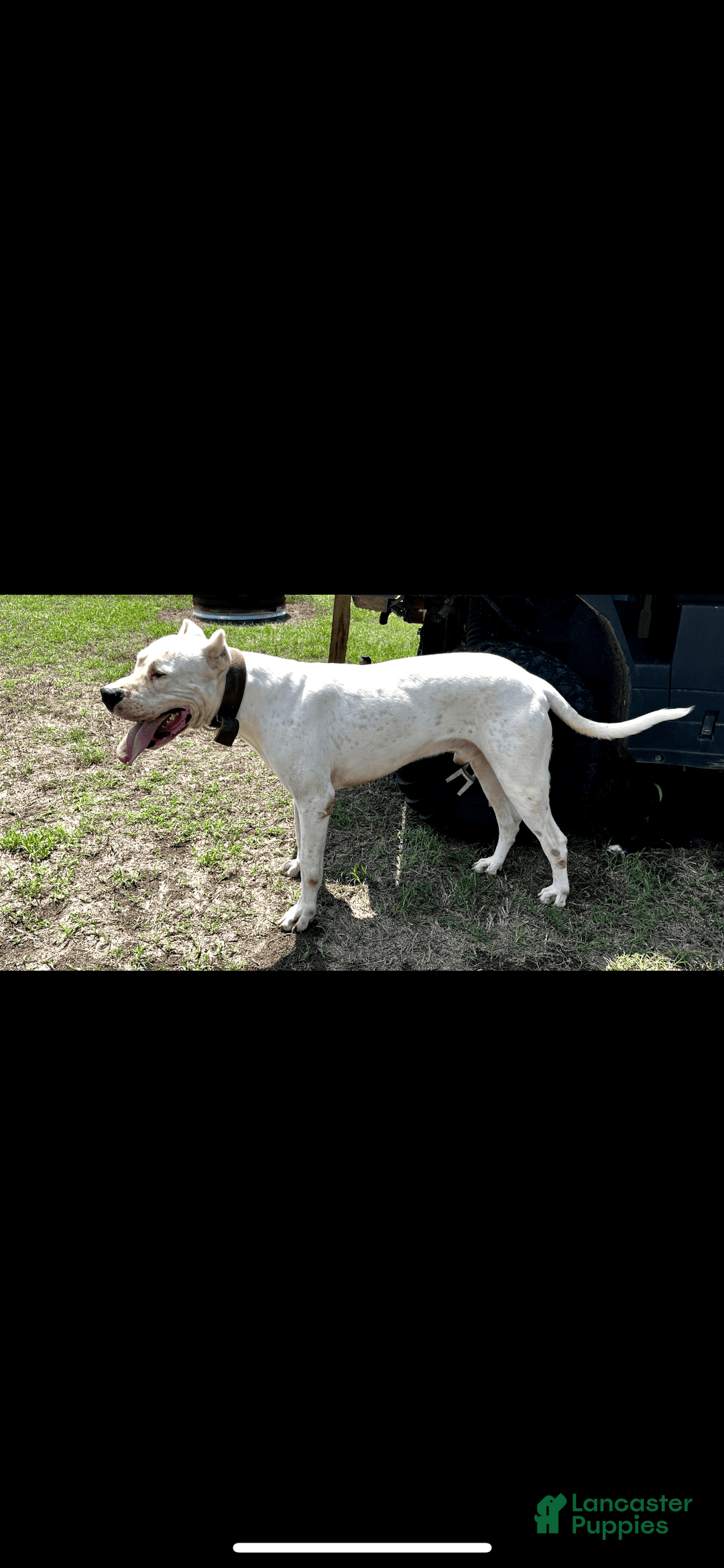 Dogo Argentino dogs for sale: Ninah - Image 5