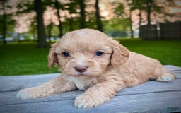 Cavapoo dogs for sale: Leo - Image 13