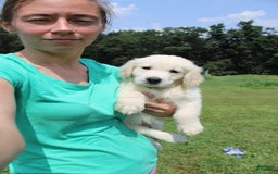Golden Retriever dogs for sale: Caribou - Image 4