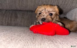 Morkie dogs for sale: Clover - Image 2