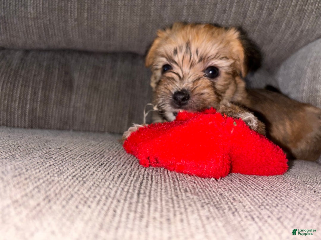 Morkie dogs for sale: Clover - Image 2