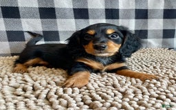Miniature Dachshund dogs for sale: Nelson - Image 4