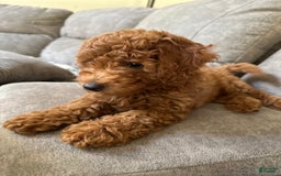 Mini Goldendoodle dogs for sale: Carter - Image 3