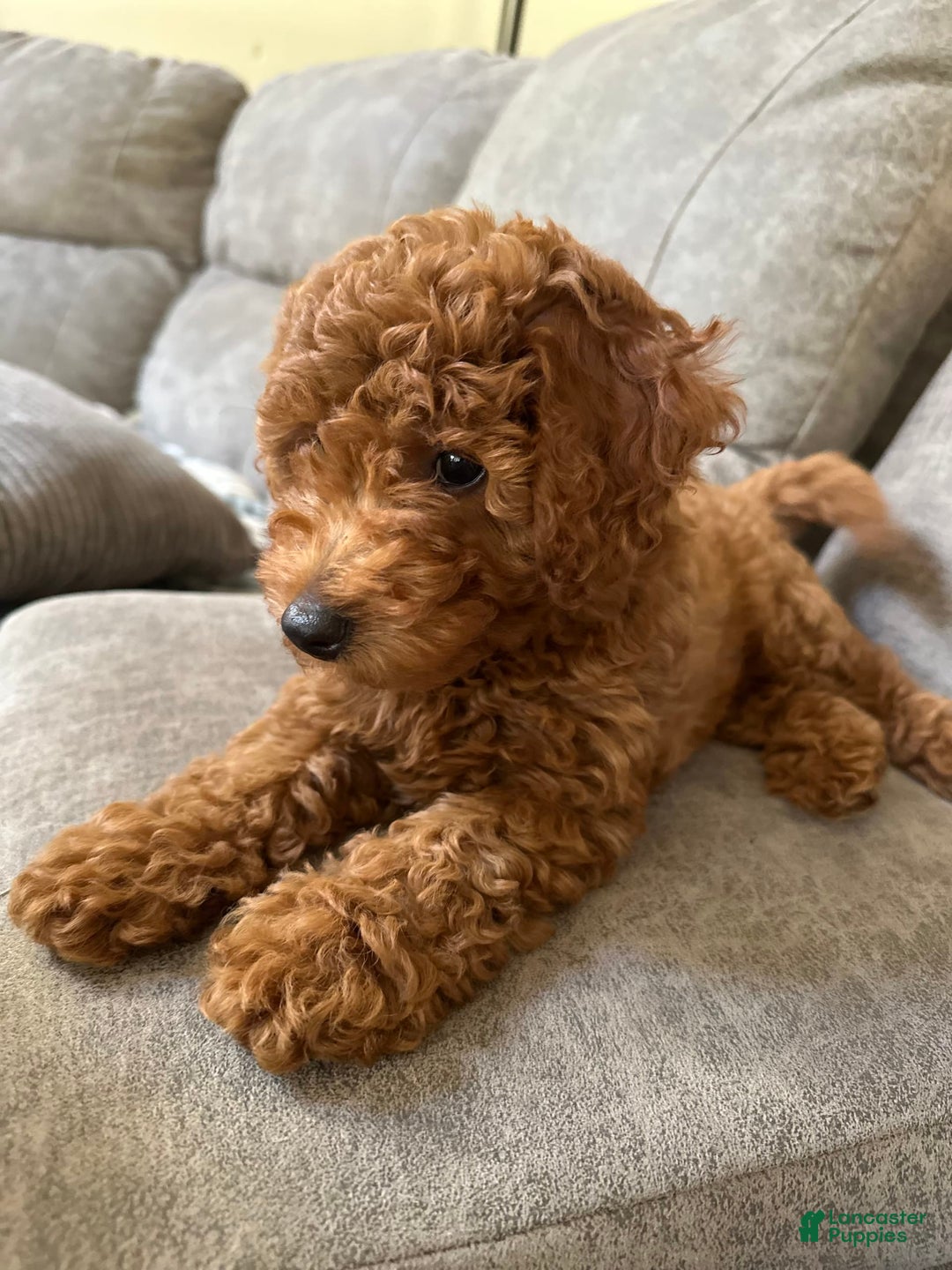Mini Goldendoodle dogs for sale: Carter - Image 3