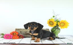 Miniature Dachshund dogs for sale: Megan - Image 1