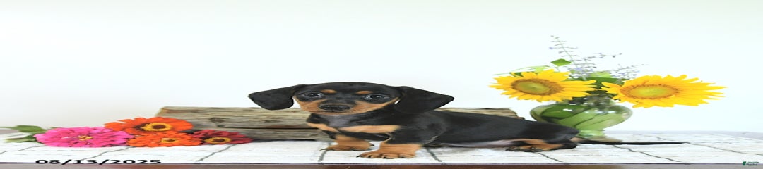 Megan