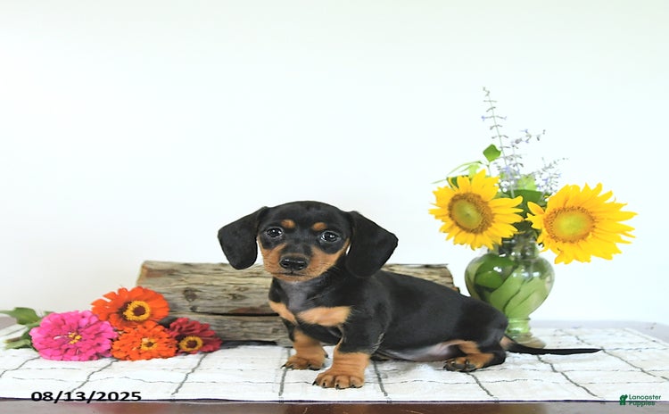 Miniature Dachshund dogs for sale - Ad 4