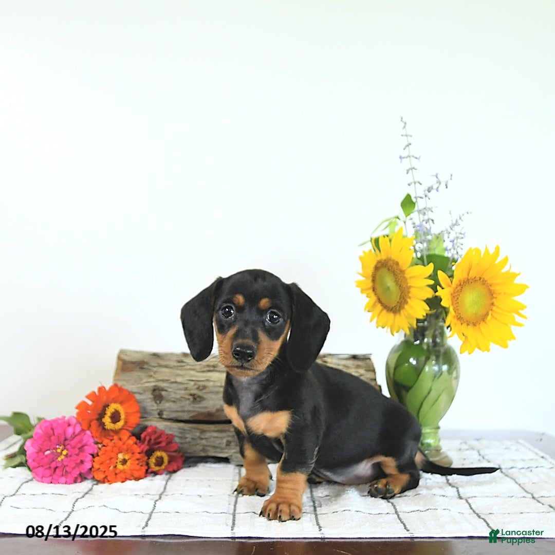 Miniature Dachshund dogs for sale: Megan - Image 1
