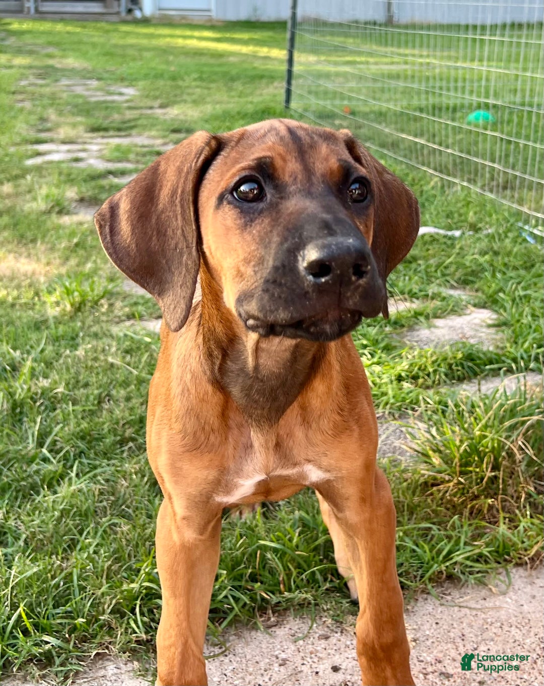Rhodesian Ridgeback dogs for sale: Purple - Image 3
