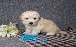 Havapoo dogs for sale: Kye - Image 5
