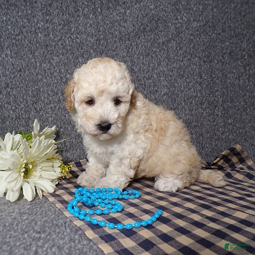 Havapoo dogs for sale: Kye - Image 5