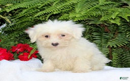 Maltese dogs for sale: Kelsey - Image 1