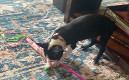 Boston Terrier dogs for sale: Seraphine - Image 5