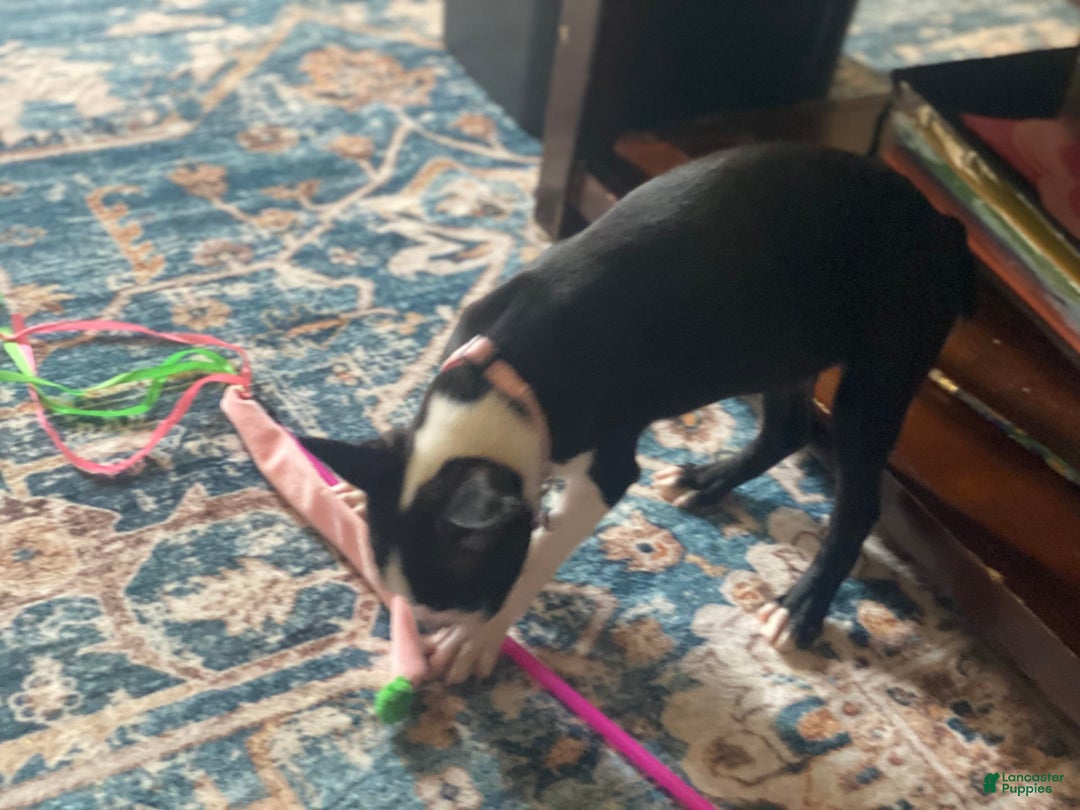 Boston Terrier dogs for sale: Seraphine - Image 5