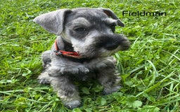 Miniature Schnauzer dogs for sale: Miniature Schnauzer 6 puppies - Image 15