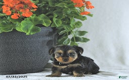Yorkshire Terrier dogs for sale: Kody - Image 4