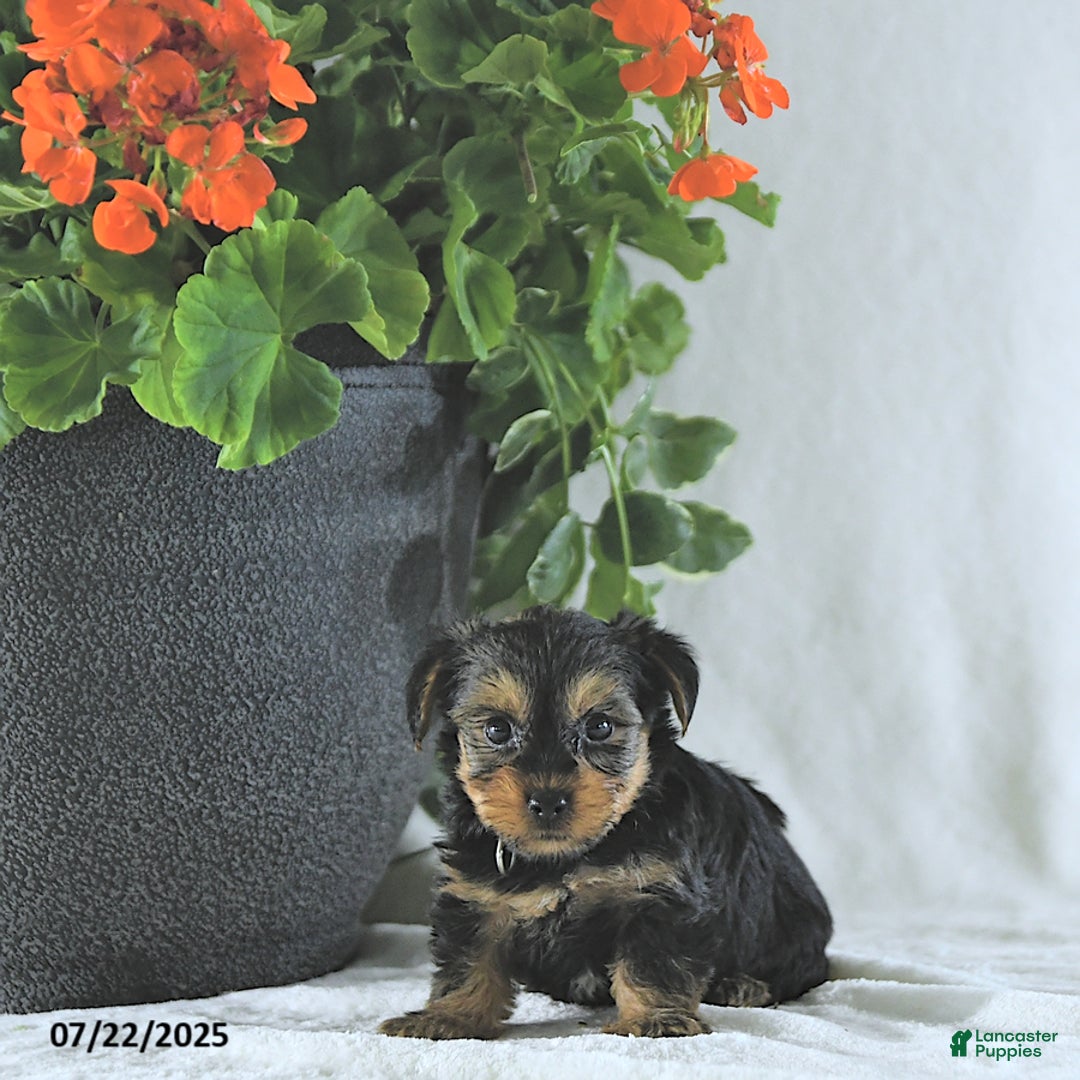 Yorkshire Terrier dogs for sale: Kody - Image 4