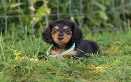 Miniature Dachshund dogs for sale: Sally - Image 7