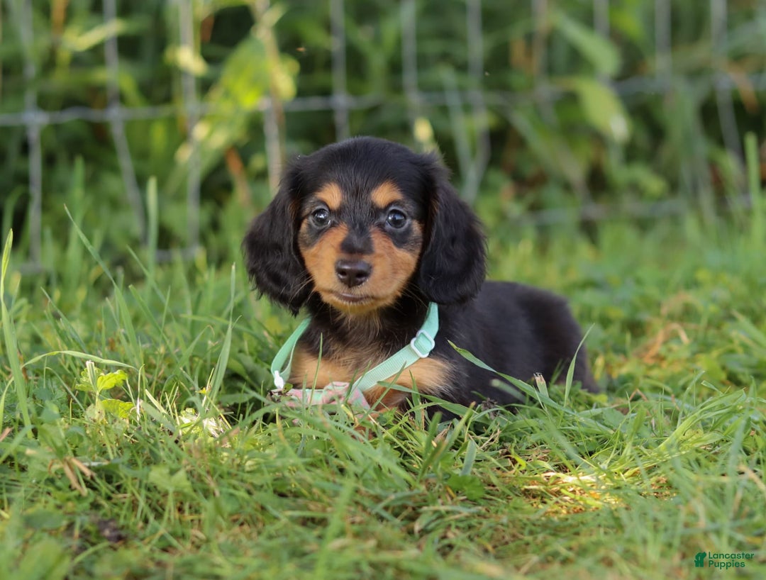 Miniature Dachshund dogs for sale: Sally - Image 7