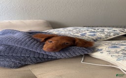 Dachshund dogs for sale: Snoopy - Image 2