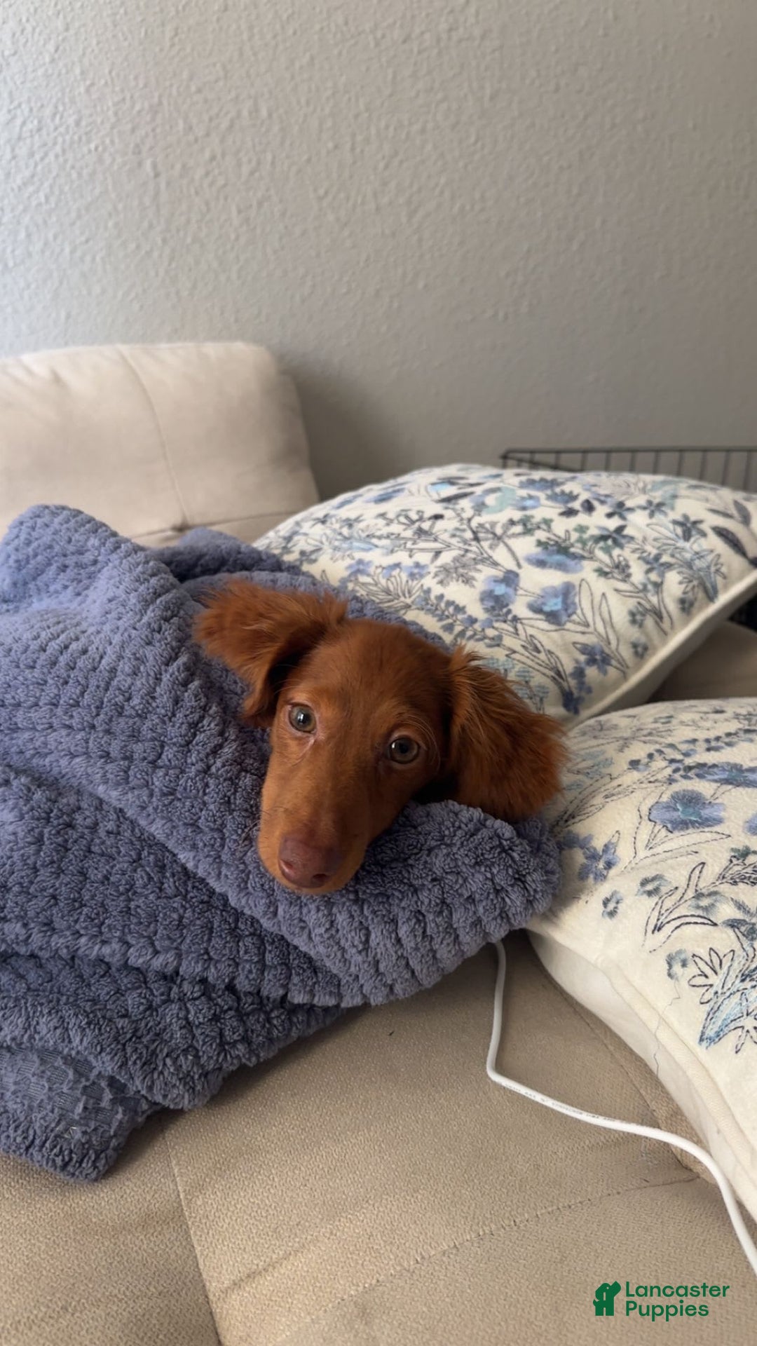 Dachshund dogs for sale: Snoopy - Image 2