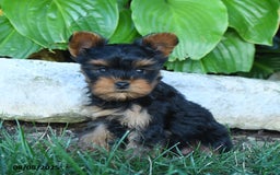 Yorkshire Terrier dogs for sale: Joyanna - Image 3