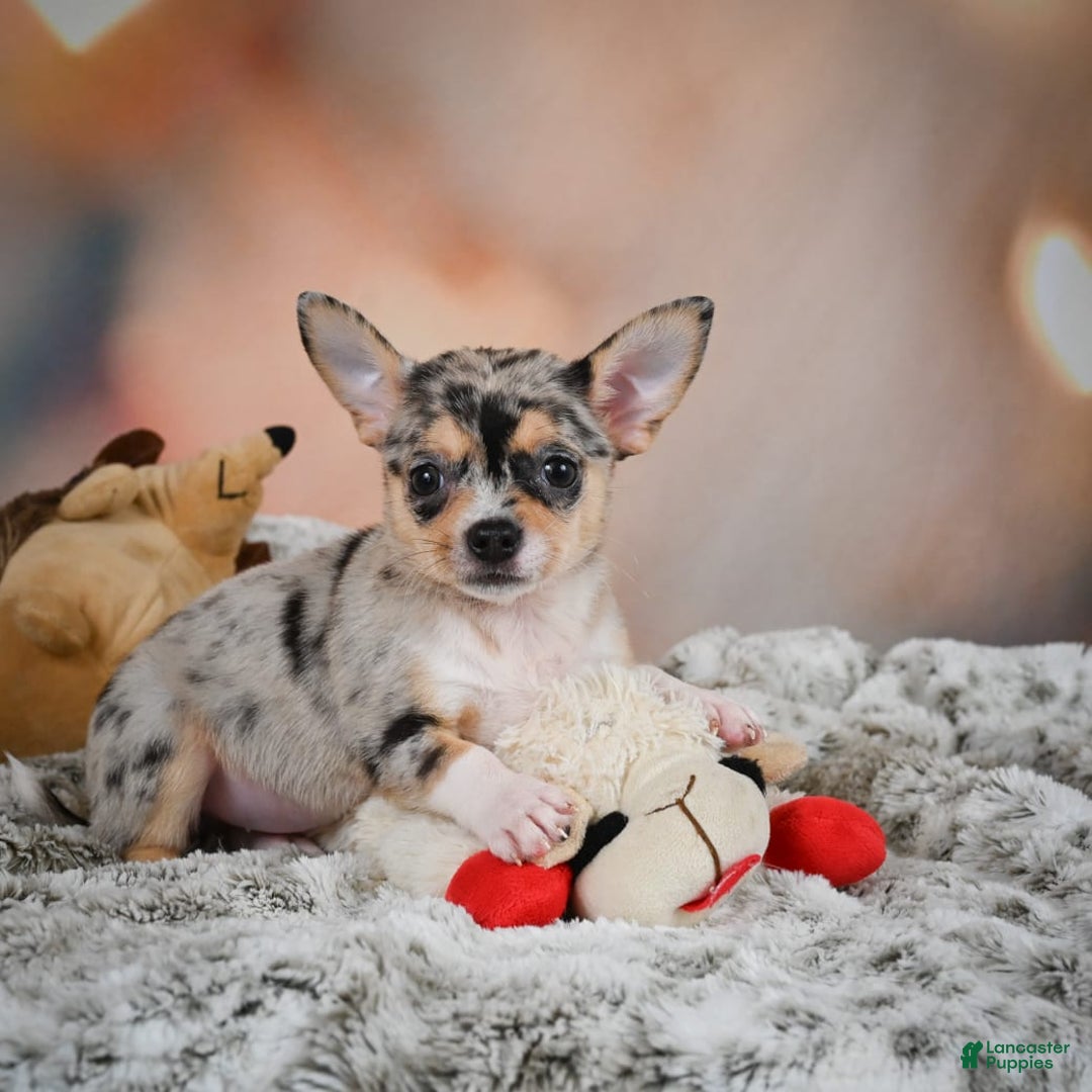 Chihuahua dogs for sale: Camila - Image 7