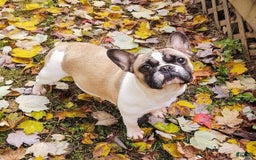 French Bulldog dogs for sale: Athena Akc - Image 50