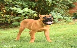 Cane Corso dogs for sale: Toby - Image 13