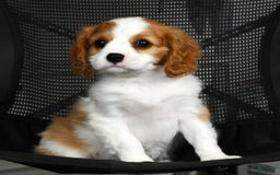 Cavalier King Charles Spaniel dogs for sale: Izzy - Image 3