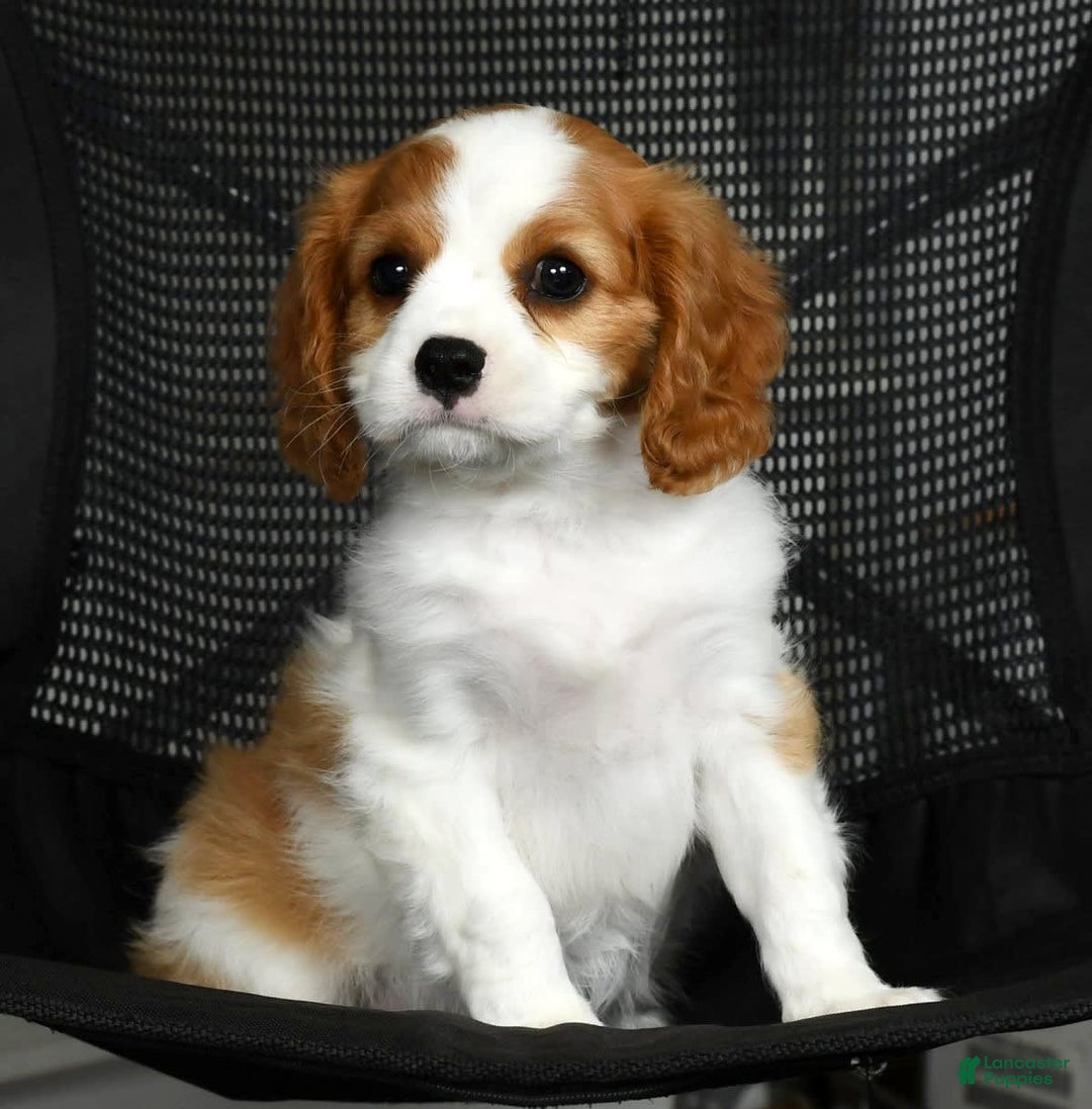 Cavalier King Charles Spaniel dogs for sale: Izzy - Image 3