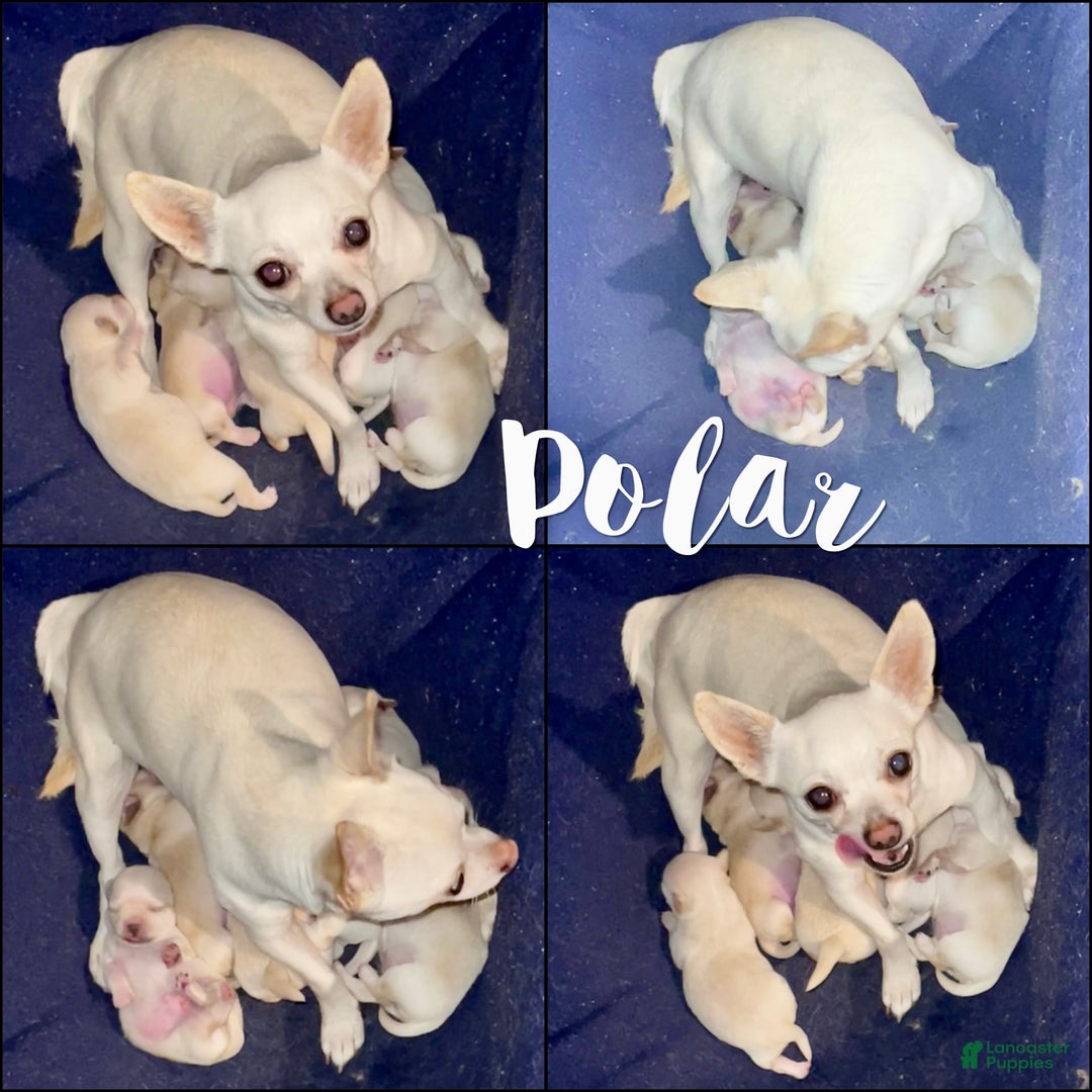 Chihuahua dogs for sale: Tiny Harry Short Coat - Image 5