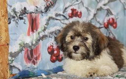 Havanese dogs for sale: Calvin - Image 4