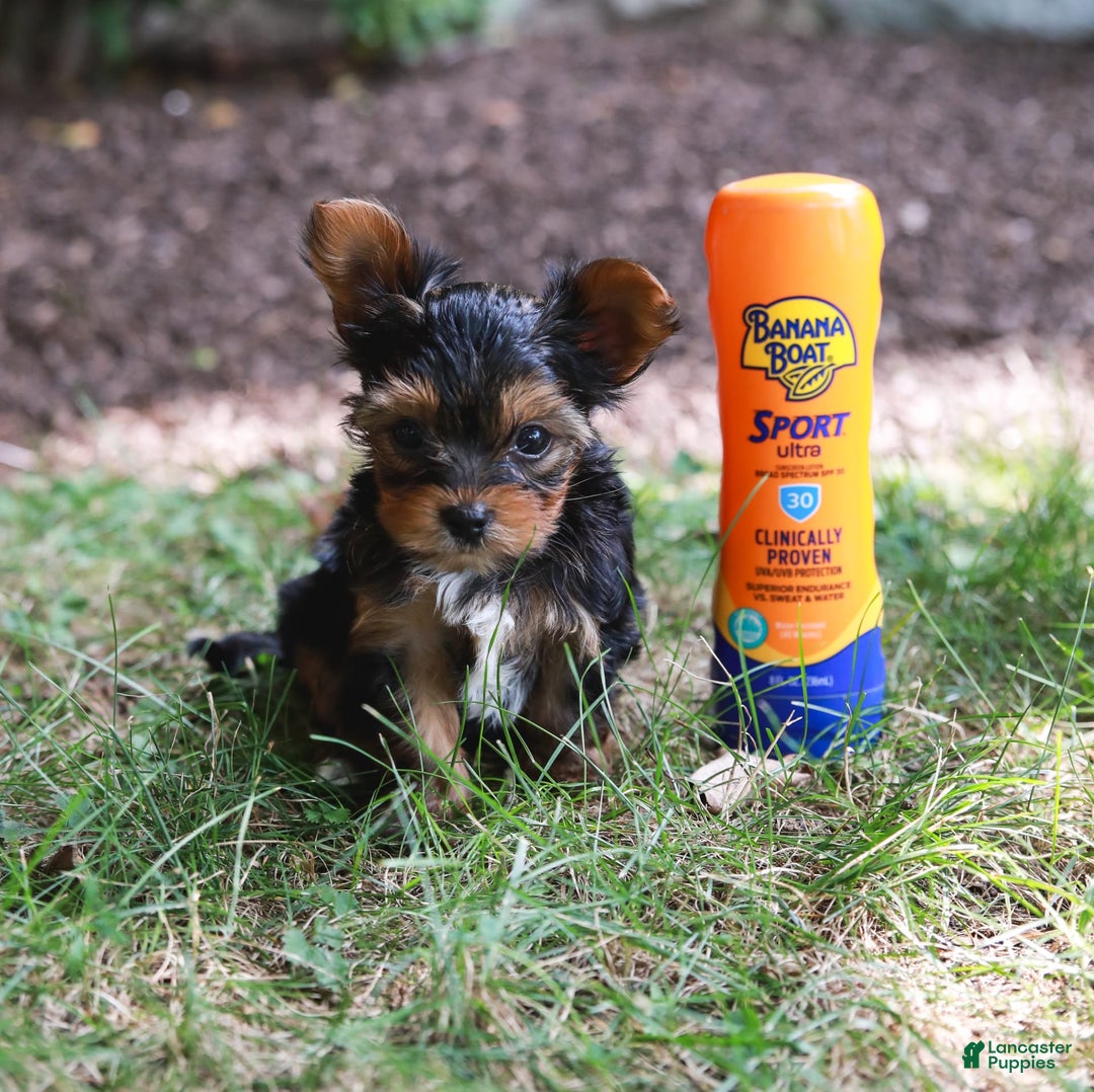 Yorkshire Terrier dogs for sale: Champ Teacup - Image 2