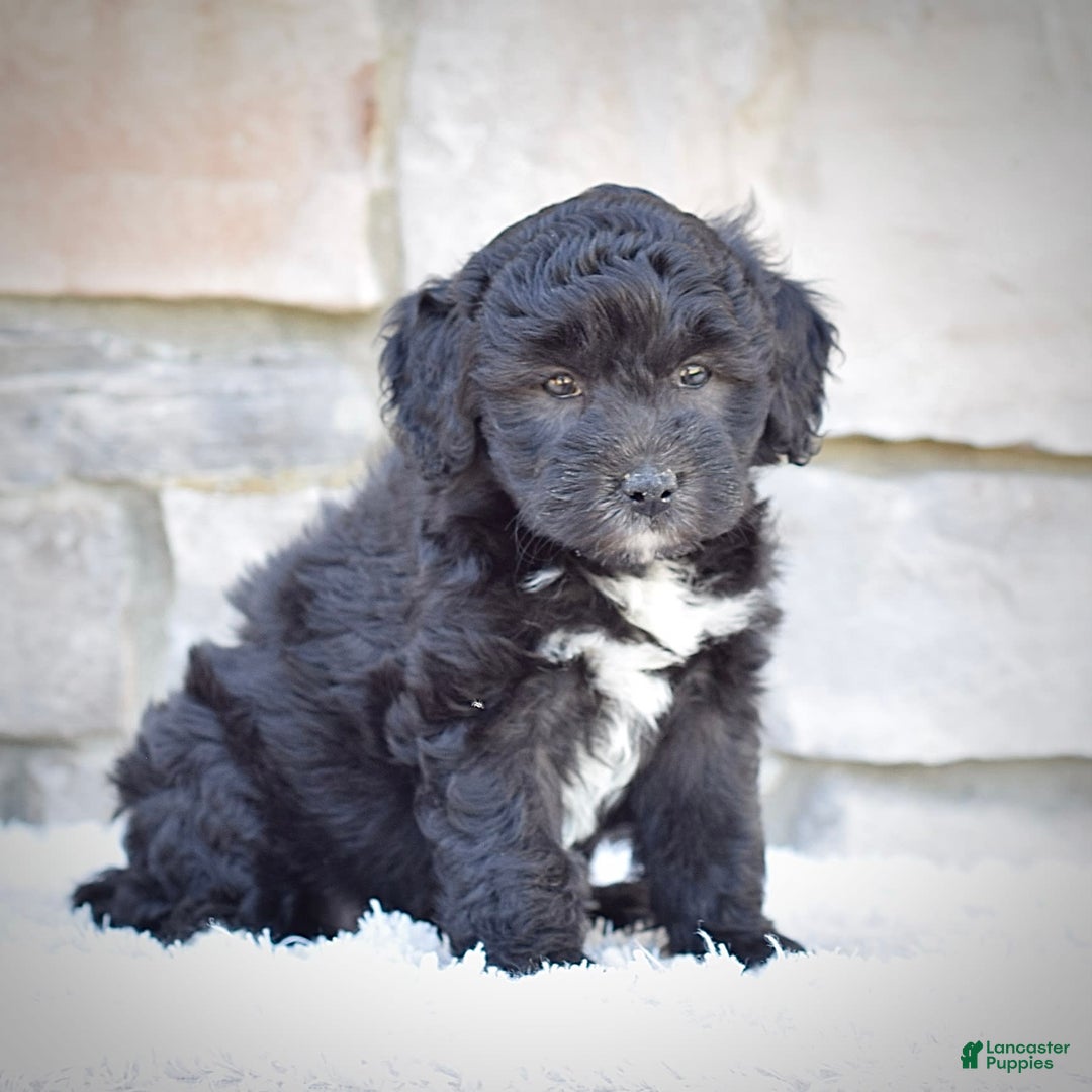 Mini Goldendoodle dogs for sale: Maggie - Image 3