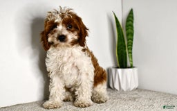Cavapoo dogs for sale: Mia - Image 13