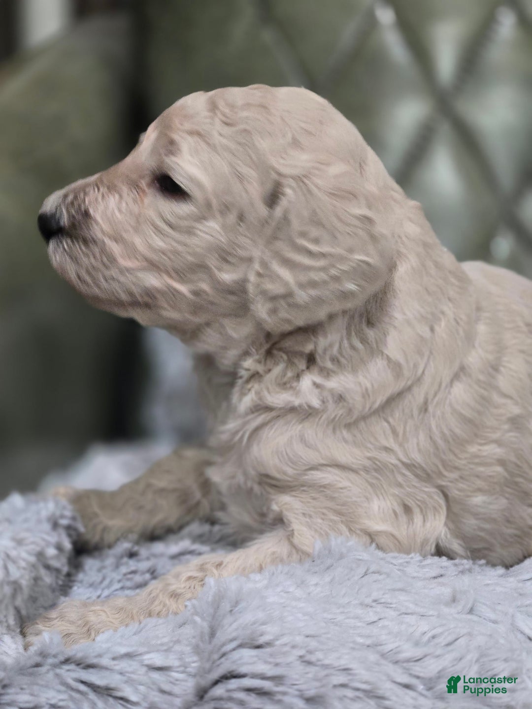 Standard Poodle dogs for sale: Biscuit - Image 2