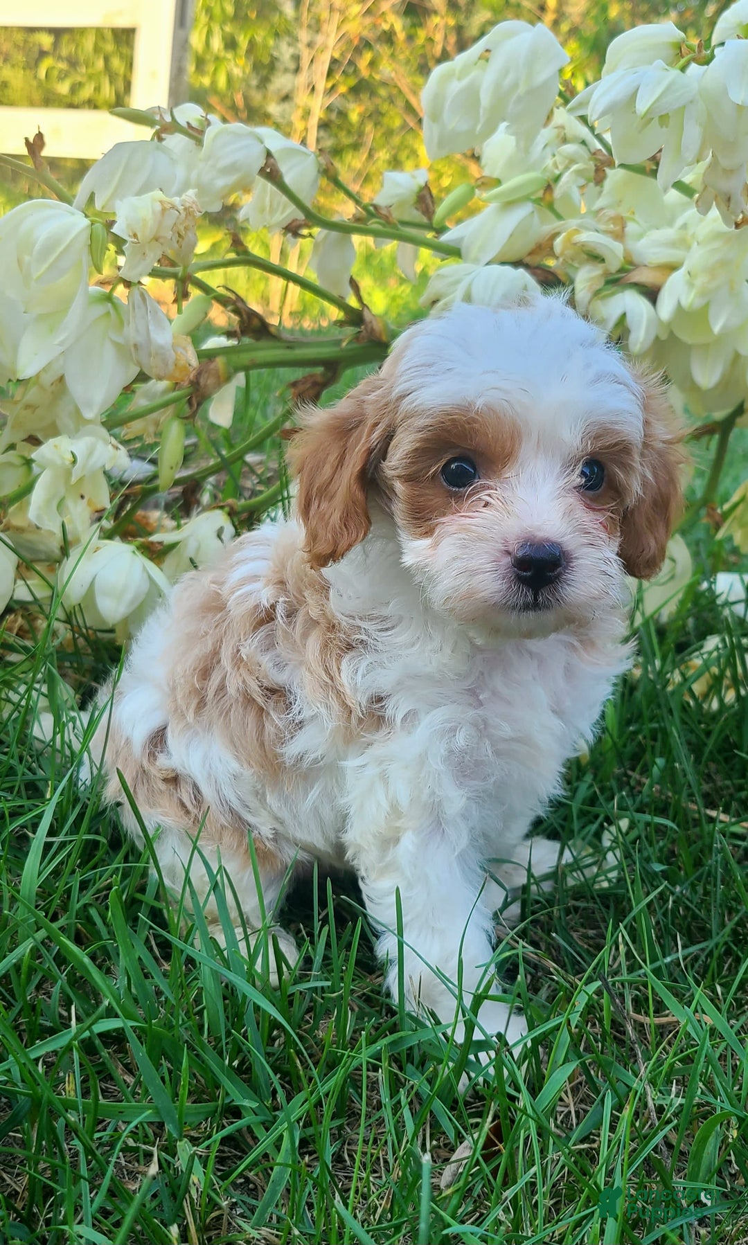 Cavapoo dogs for sale: Blue - Image 3