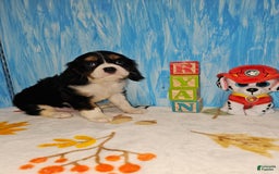 Cavalier King Charles Spaniel dogs for sale: RYAN - Image 1
