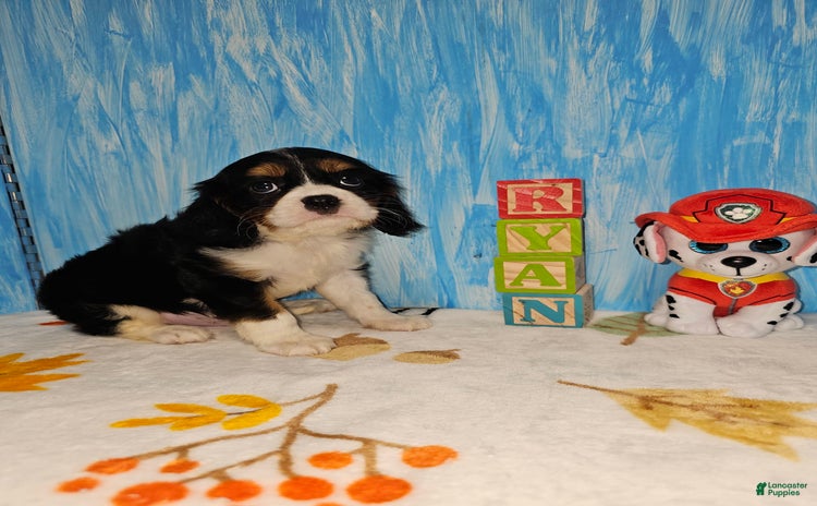 Cavalier King Charles Spaniel dogs for sale - Ad 2