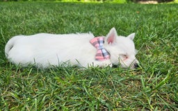 West Highland Terrier dogs for sale: Lacy Akc - Image 1